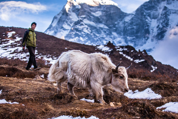 Man and mountain goat hikinh in Phortse Village, Khumbu Valley, Nepal