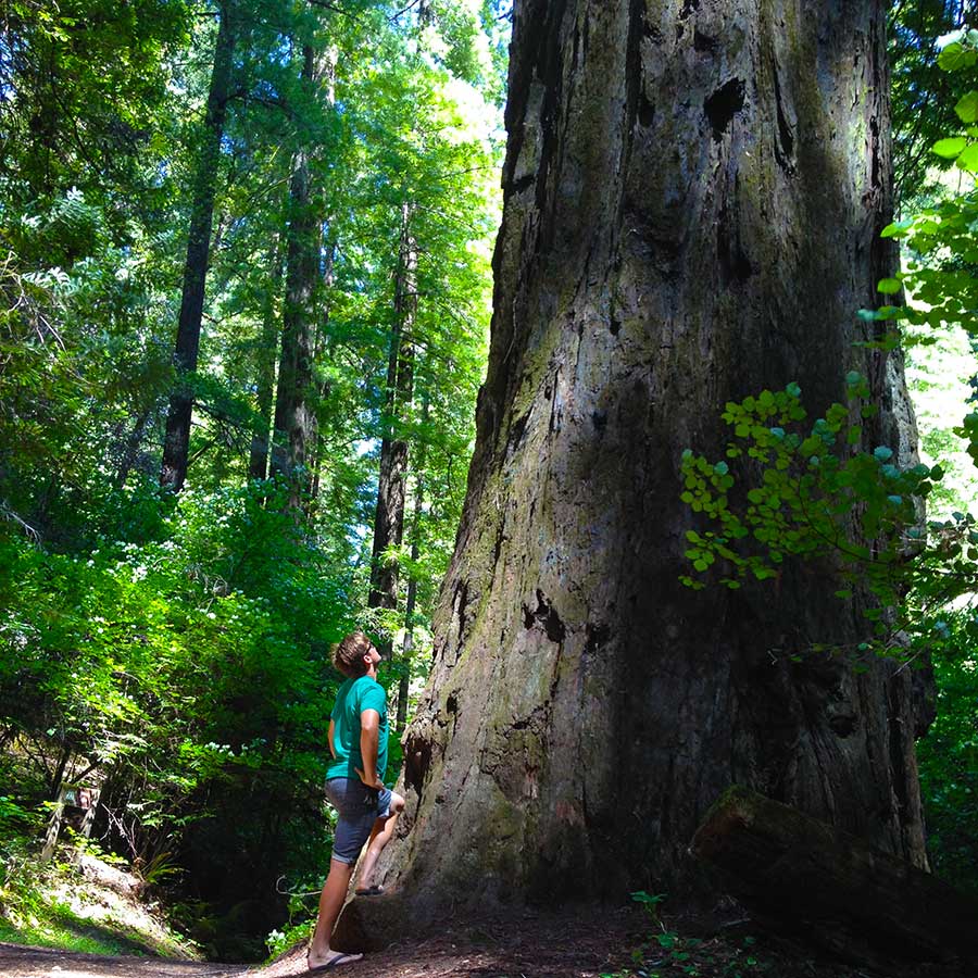 Alex Deibold marvels at the giant redwoods at Avenue of the Giants. Beautiful scenic byway that meanders along the South Fork Eel River.