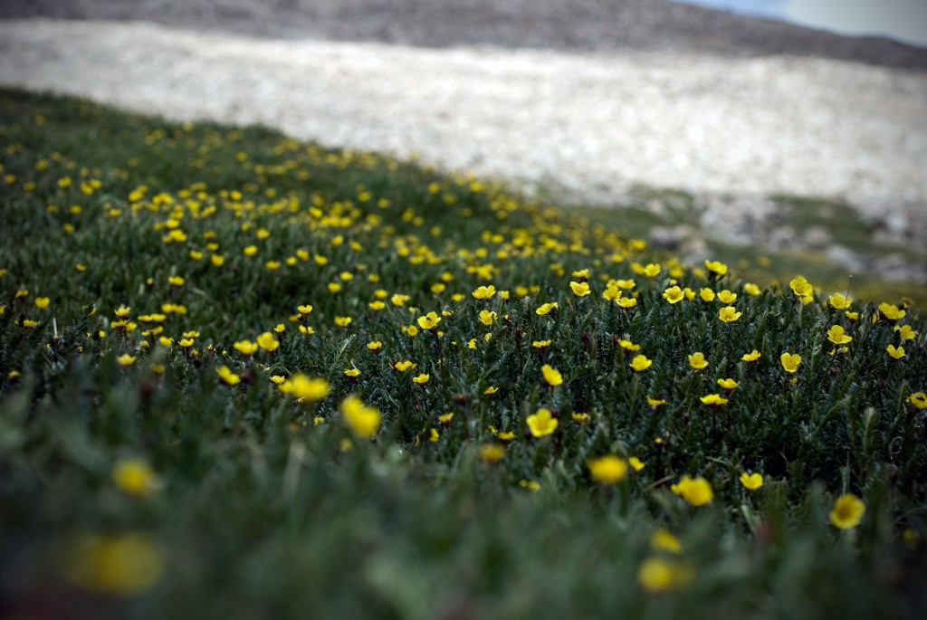 Colorado wildflowers