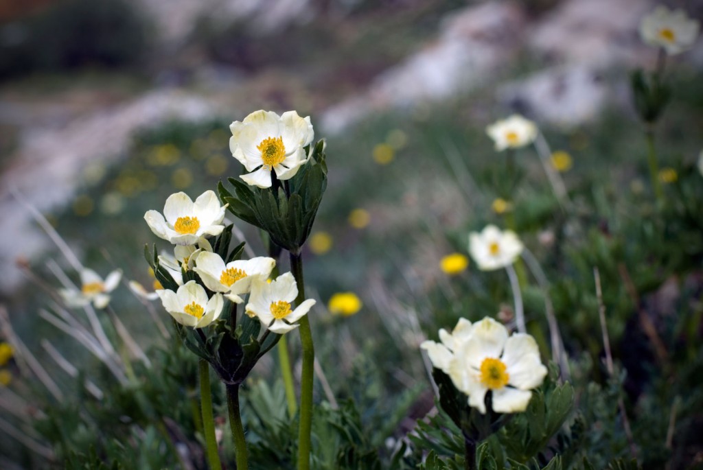 Colorado Wildflowers, photo by Daniel Madson