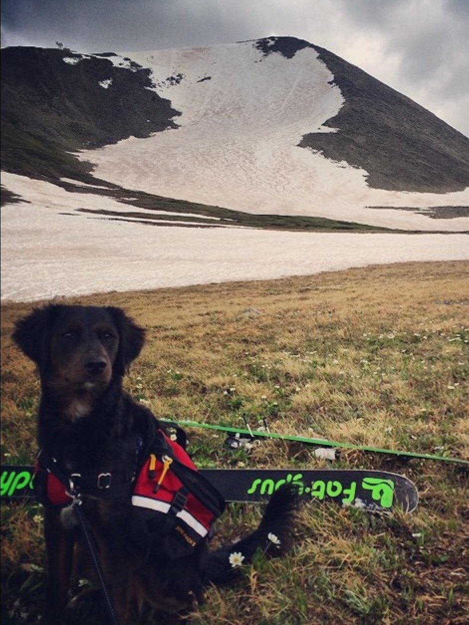 Mark Waynes dog with him while skiing