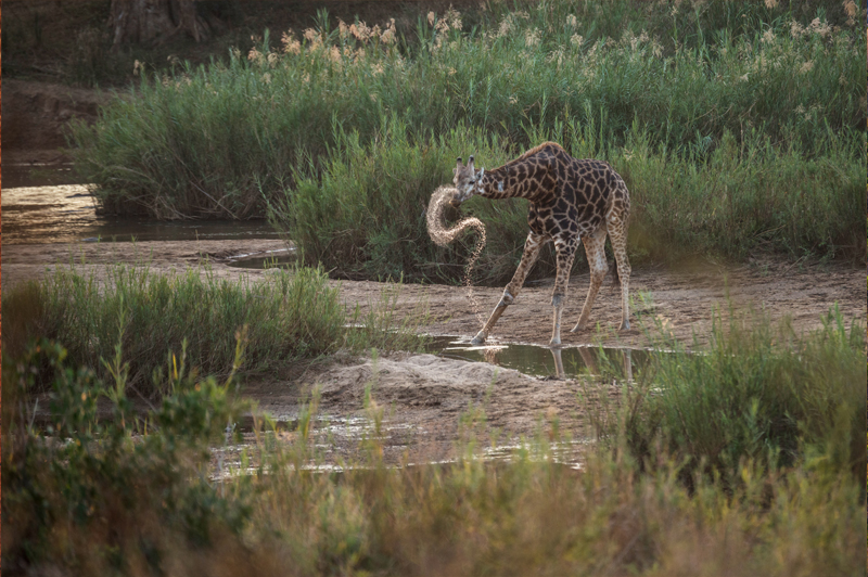 giraffe spraying water in kruger national park, south africa