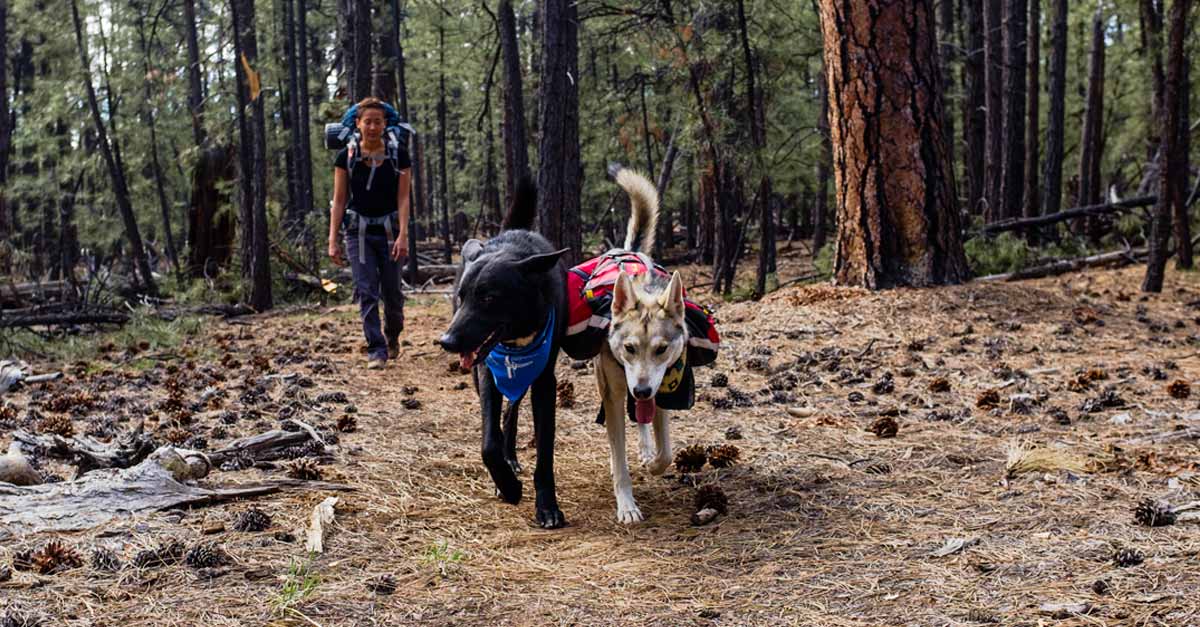 Dogs Hiking with the Mountainsmith K9 Dog Packs