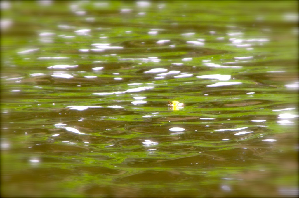 Fly sitting on the Colorado River by Patrick Obando