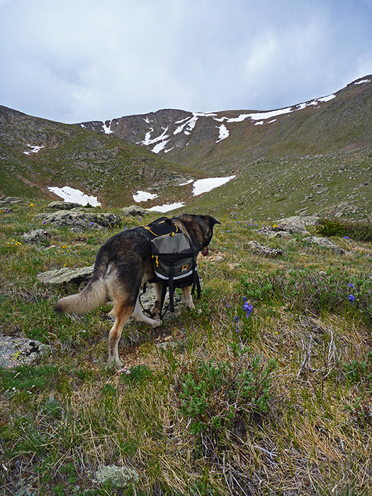 Conan the dog wearing a Mountainsmith Dog Pack while out hiking in the Colorado high country.