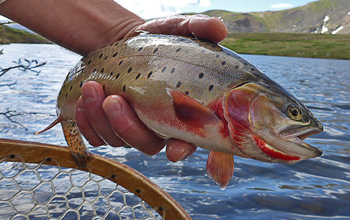 Another perfect cutthroat trout out of the high country