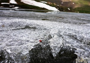 ladybug on ice