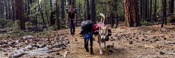 Lennon and Iro take the trail in Mountainsmith K9 Packs