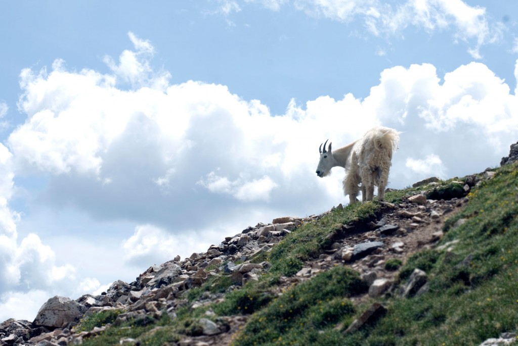 Mountain goat in Colorado photographed by Daniel Madson