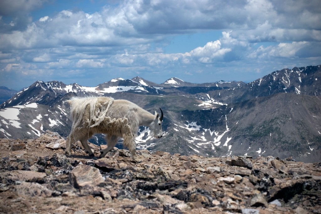 mountain goat on top of mt. democrat in Colorado