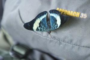 butterfly on the Mountainsmith Approach backpack