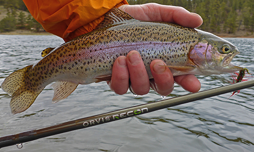 rainbow trout next to an orvis recon fly rod