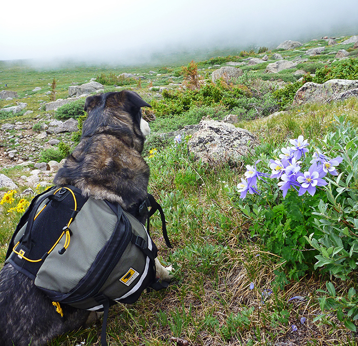 Mountainsmith Ambassador Jonathan Hill's dog pictured in a high alpine field wearing the Mountainsmith K-9 Dog Pack.