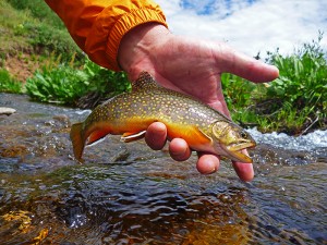 brook trout in colorado