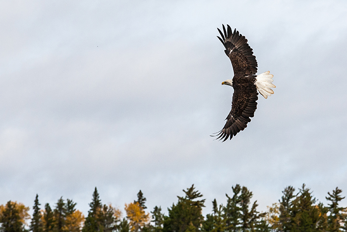 American Bald Eagle Flying in the Boundary Waters Canoe Area of Minnesota