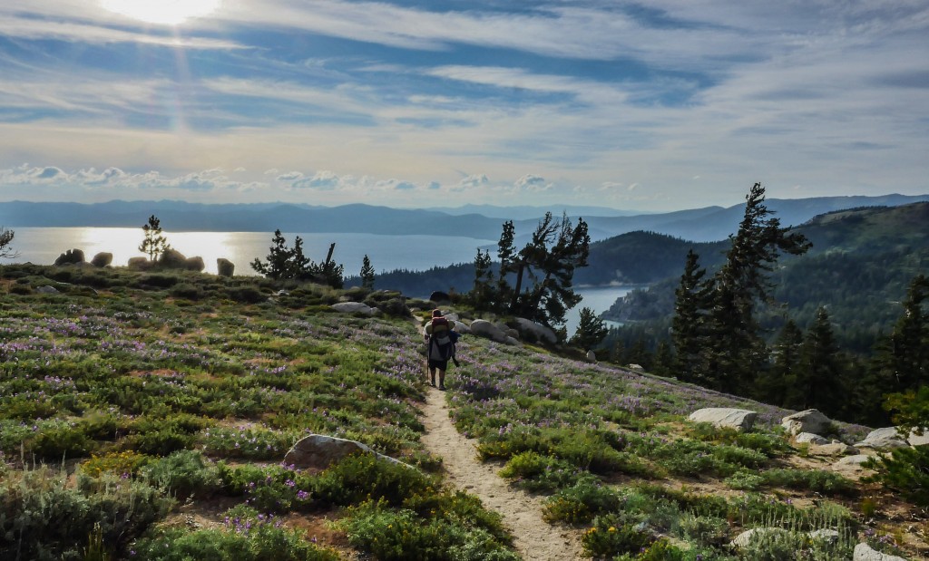 Walking through the Lupines on Snow Valley Peak