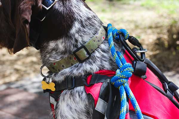 Dog wears name tag and leash to prep for hike.
