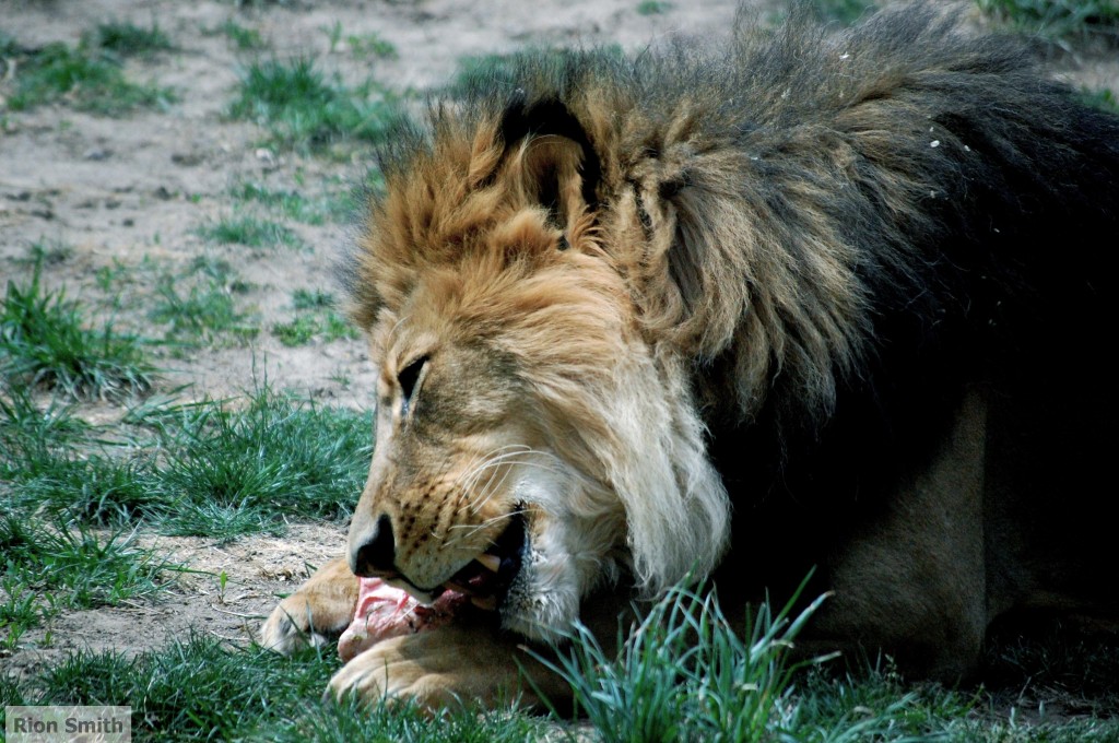 Lion eating meat off of a bone