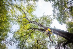 Dave Katz climbs trees in Racha Province