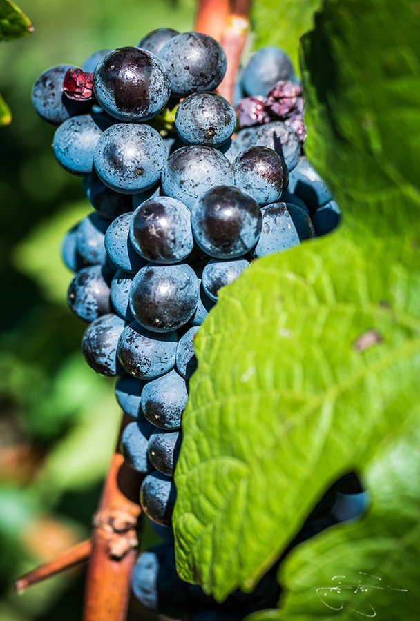 pinot noir grapes at willamette vineyards
