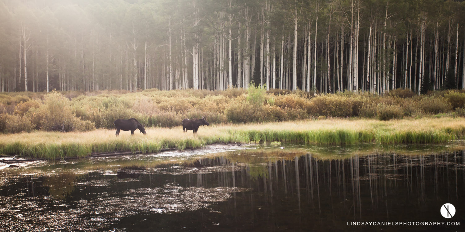 Moose at Willow Lake, Lindsay Daniels Photography