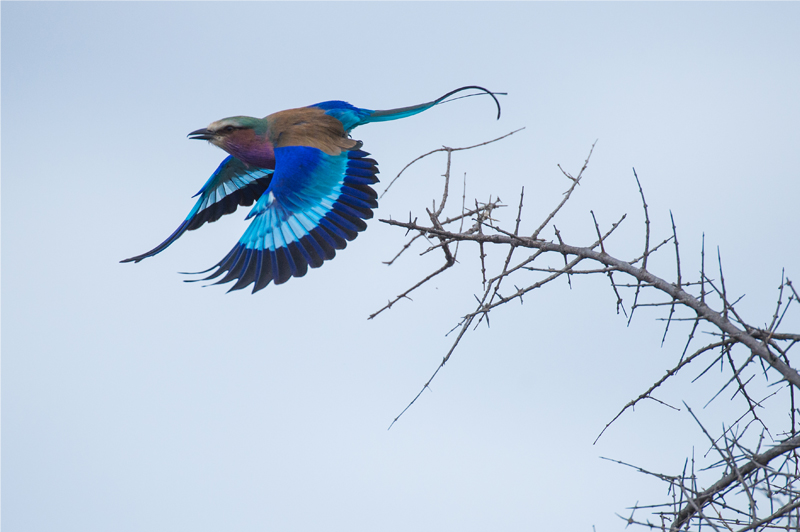 bird taking flight in Kruger National Park, South Africa, Andy Mann Photo