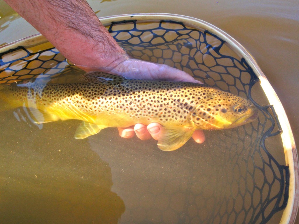 Brown trout in a net on the Colorado River taken by Patrick Obando