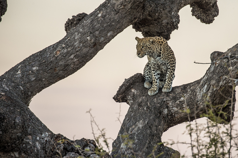 cheetah in a tree in Kruger National Park in South Africa, Andy Mann photo