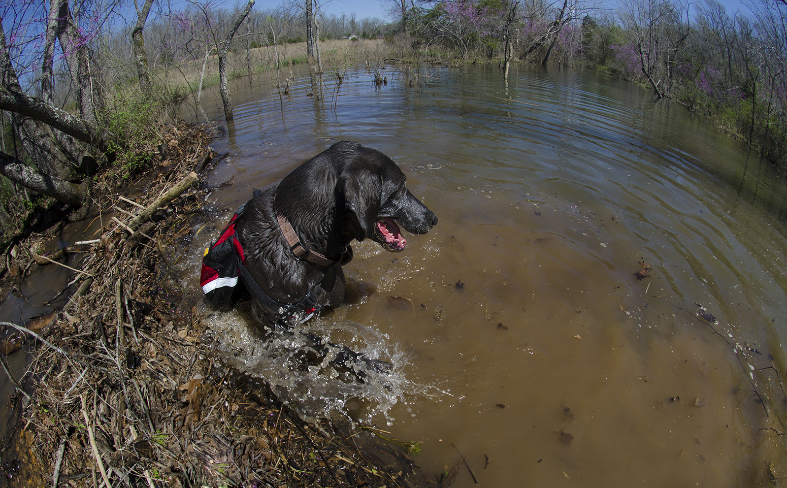 Mya the black lab swimming with the Mountainsmith K9 Dog Pack