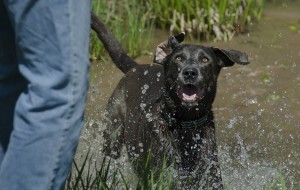 Mya the black lab fetches sticks in a pond