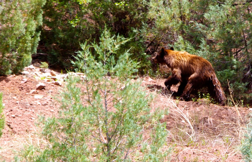 Mother black bear on the side of the Colorado river
