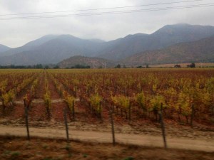 Chilean Vinyard