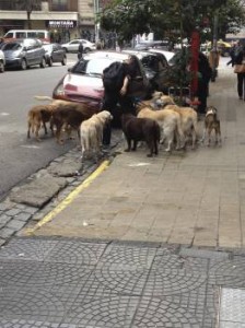 A professional dog walker in Villa Crespo