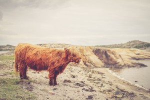 shaggy yak