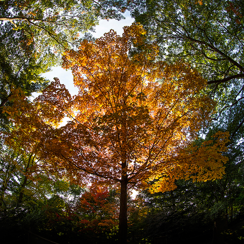Beautiful yellow and orange autumn tree in Massachusetts 