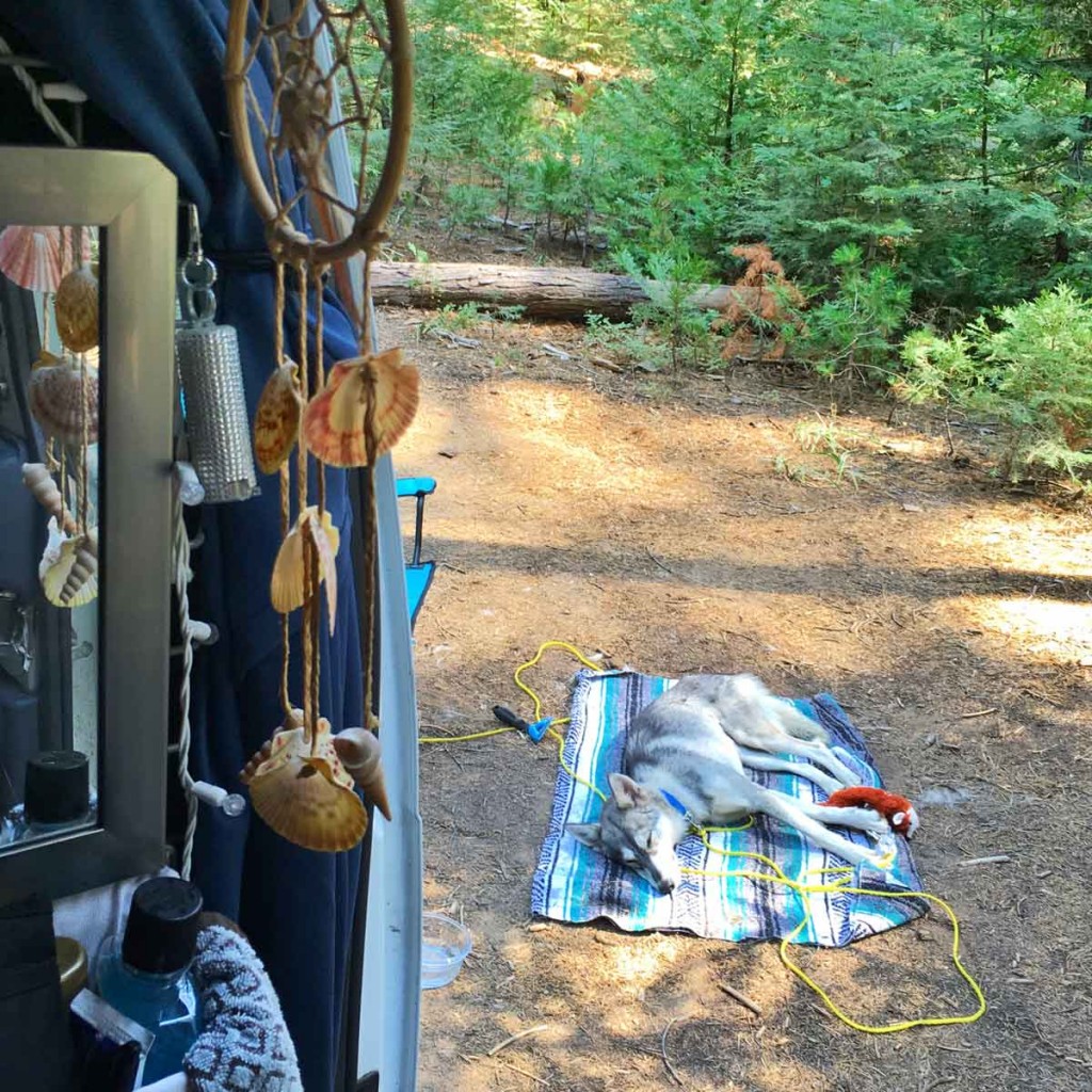 Kuna the little wolf sleeps on a blanket looking out from the van.