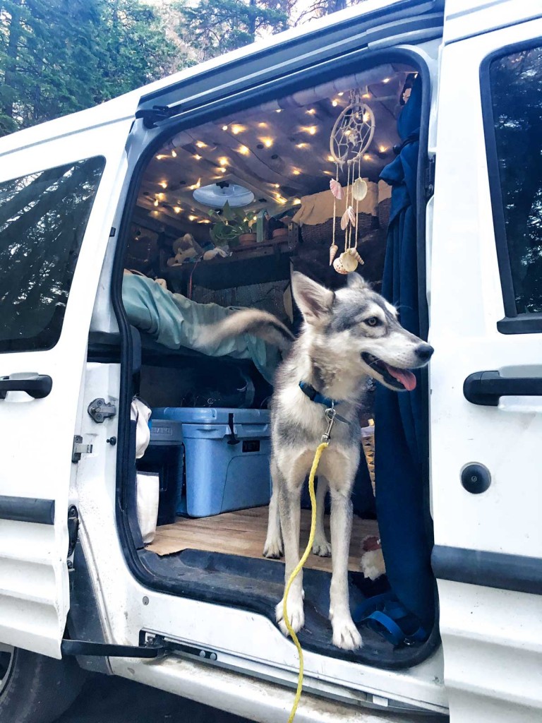 Kuna the little wolf in the tiny van debating whether or not to come outside the van