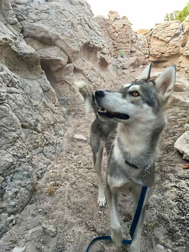 Kuna the little wolf dog strolling past petroglyphs in the dusty desert